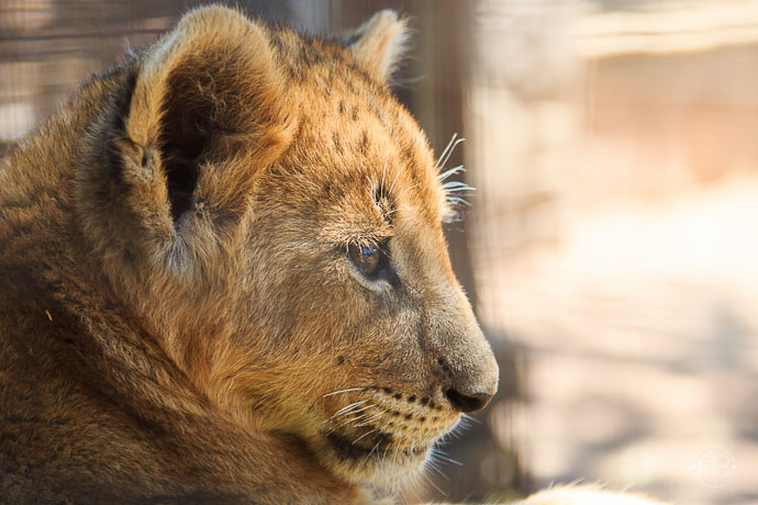 Lion cub at Zebula